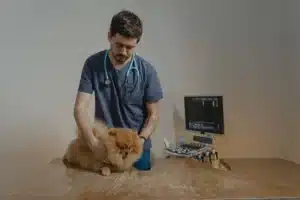marketing digital para clinica veterinaria